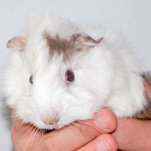 Meerschweinchen-Weibchen Karamba / © 2016 Arche KaNaum (NH) Meerschweinchen-Weibchen Karamba / © 2016 Arche KaNaum (NH)