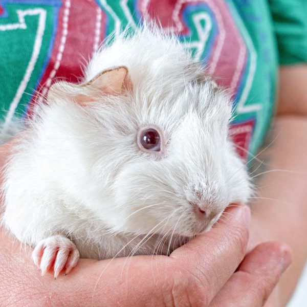 Meerschweinchen-Weibchen Karamba / © 2016 Arche KaNaum (NH)