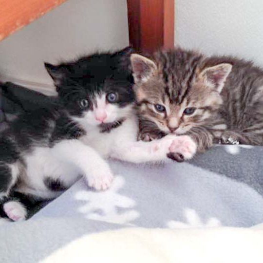 Katerchen Ralfi mit Kumpel Dino - Zusammenhalt ist ihnen sehr wichtig / © 2016 Arche KaNaum (DN)