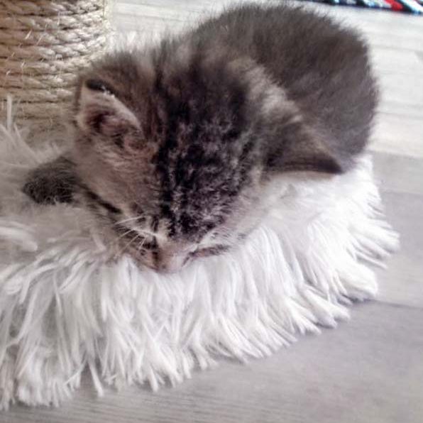 Katerchen Liban / © 2016 Arche KaNaum (DN) Katerchen Liban / © 2016 Arche KaNaum (DN)