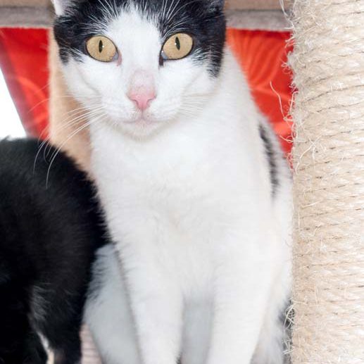 Kätzin Jasmin / © 2016 Arche KaNaum (NH)