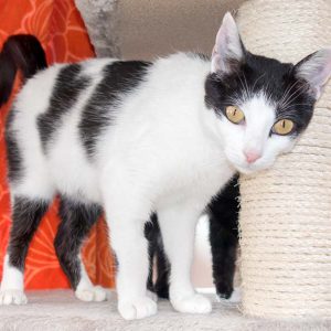 Kätzin Jasmin / © 2016 Arche KaNaum (NH) Kätzin Jasmin / © 2016 Arche KaNaum (NH)