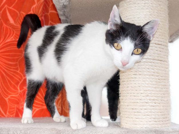 Kätzin Jasmin / © 2016 Arche KaNaum (NH)