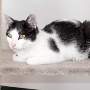 Kätzin Jasmin / © 2016 Arche KaNaum (NH) Kätzin Jasmin / © 2016 Arche KaNaum (NH)