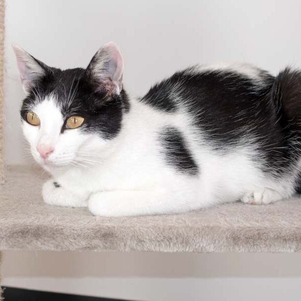 Kätzin Jasmin / © 2016 Arche KaNaum (NH)