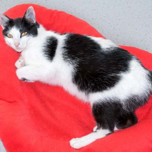 Kätzin Jasmin / © 2016 Arche KaNaum (NH) Kätzin Jasmin / © 2016 Arche KaNaum (NH)