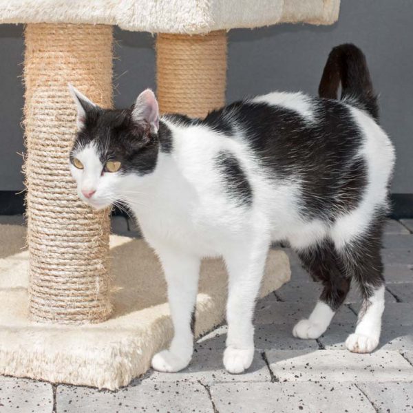 Kätzin Jasmin / © 2016 Arche KaNaum (NH)