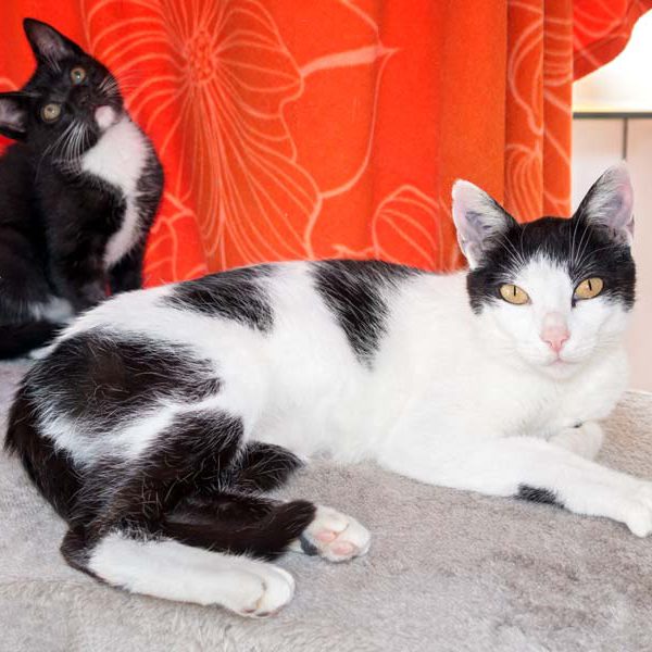 Kätzin Jasmin (v.) mit Söhnchen Spooky / © 2016 Arche KaNaum (NH)