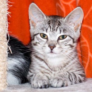 Kätzin Smartie / © 2016 Arche KaNaum (NH)