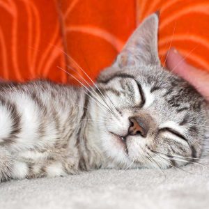 Kätzin Smartie / © 2016 Arche KaNaum (NH)