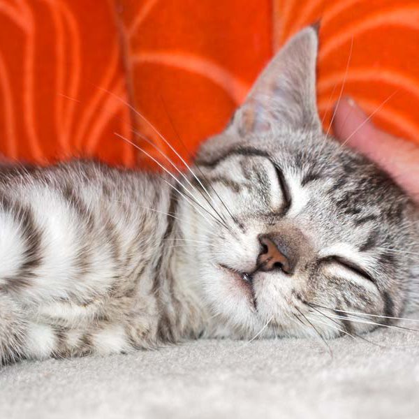 Kätzin Smartie / © 2016 Arche KaNaum (NH)