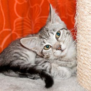 Kätzin Smartie / © 2016 Arche KaNaum (NH)