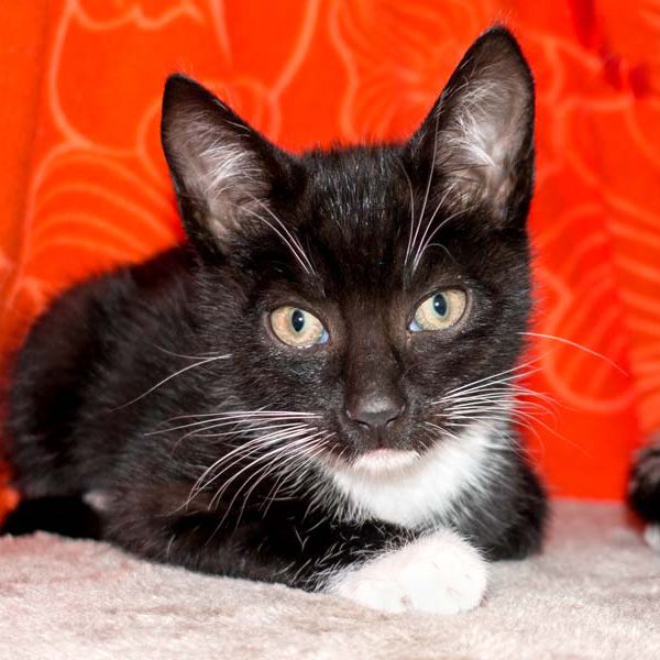 Katerchen Spooky / © 2016 Arche KaNaum (NH) Katerchen Spooky / © 2016 Arche KaNaum (NH)