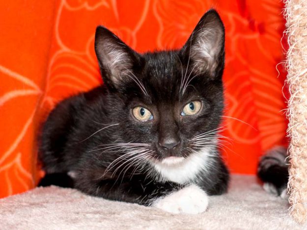 Katerchen Spooky / © 2016 Arche KaNaum (NH)