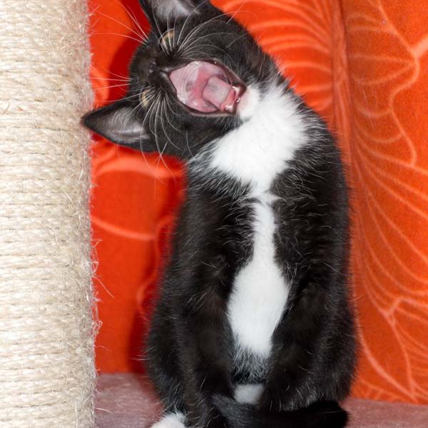 Katerchen Spooky / © 2016 Arche KaNaum (NH) Katerchen Spooky / © 2016 Arche KaNaum (NH)