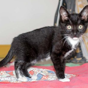 Katerchen Spooky / © 2016 Arche KaNaum (NH) Katerchen Spooky / © 2016 Arche KaNaum (NH)