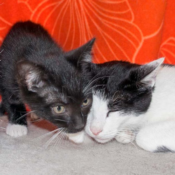 Katerchen Spooky (l.) mit Mama Jasmin / © 2016 Arche KaNaum (NH) Katerchen Spooky (l.) mit Mama Jasmin / © 2016 Arche KaNaum (NH)