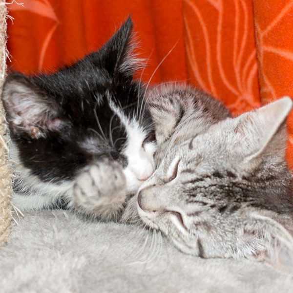 Kätzin Smartie (r.) mit Kumpel Stevie / © 2016 Arche KaNaum (NH)