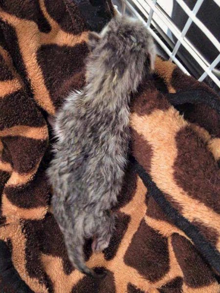 Katerchen Kalli / © 2016 Arche KaNaum (DN)