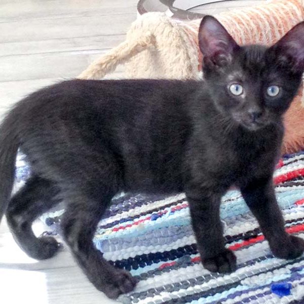 Katerchen Artemis am 06.08.’16 / © 2016 Arche KaNaum (DN) Katerchen Artemis am 06.08.'16 / © 2016 Arche KaNaum (DN)