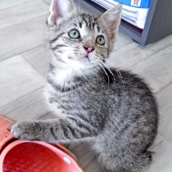 Katerchen Dino / © 2016 Arche KaNaum (DN)