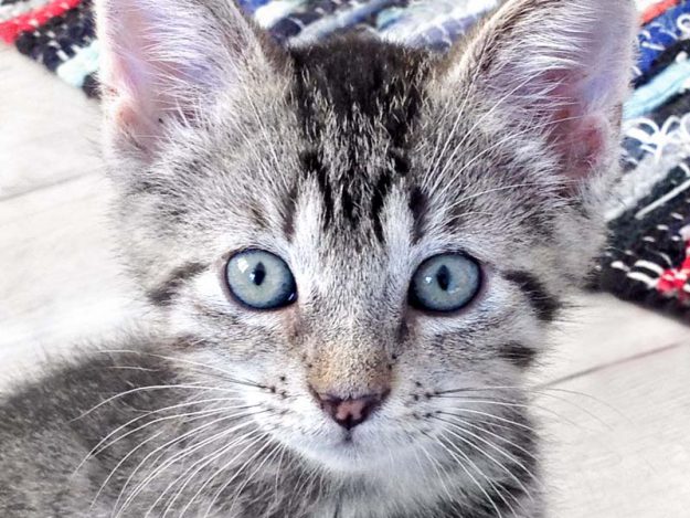 Katerchen Dino / © 2016 Arche KaNaum (DN)