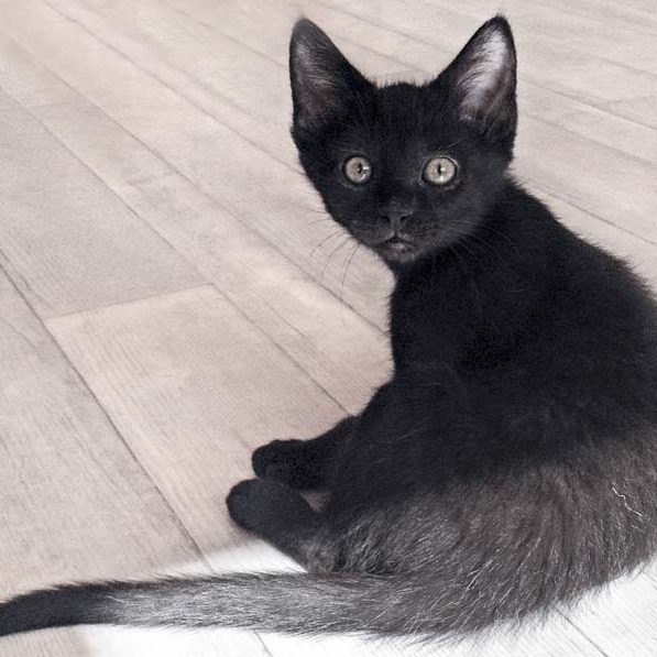 Kätzin Ebony am 06.08.'16 / © 2016 Arche KaNaum (DN)