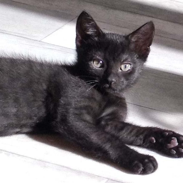 Kätzin Ebony am 06.08.'16 / © 2016 Arche KaNaum (DN)