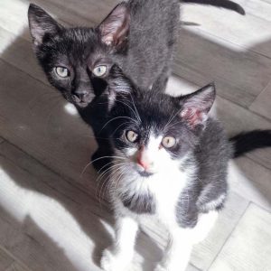 Katerchen Ralfi (v.) mit Freundin Ebony / © 2016 Arche KaNaum (DN)