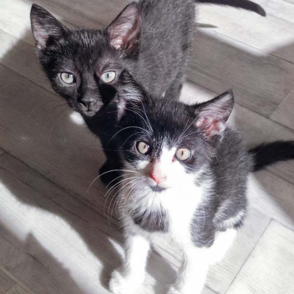 Katerchen Ralfi (v.) mit Freundin Ebony  / © 2016 Arche KaNaum (DN) Katerchen Ralfi (v.) mit Freundin Ebony / © 2016 Arche KaNaum (DN)