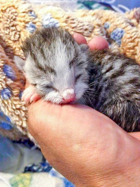 Katerchen Kalli / © 2016 Arche KaNaum (DN)