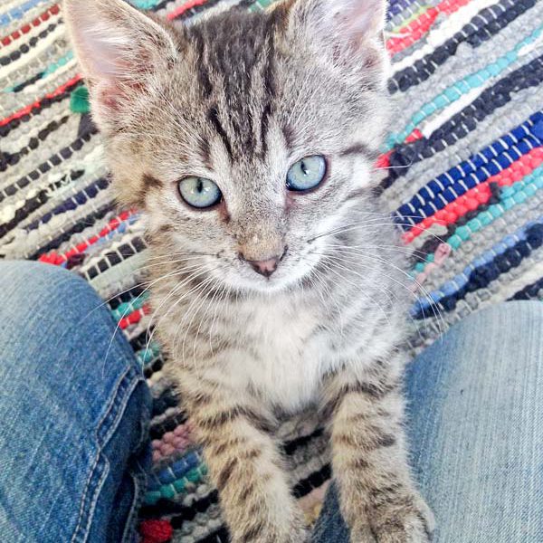 Katerchen Liban  / © 2016 Arche KaNaum (DN) Katerchen Liban / © 2016 Arche KaNaum (DN)