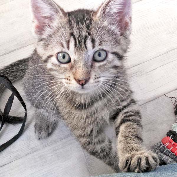 Katerchen Liban  / © 2016 Arche KaNaum (DN) Katerchen Liban / © 2016 Arche KaNaum (DN)