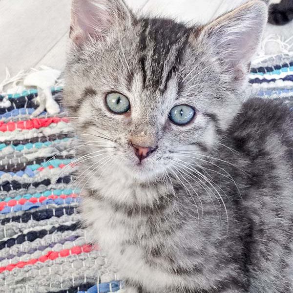 Katerchen Liban  / © 2016 Arche KaNaum (DN) Katerchen Liban / © 2016 Arche KaNaum (DN)