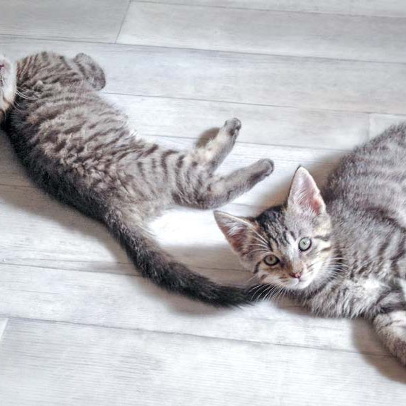 Katerchen Dino und Liban / © 2016 Arche KaNaum (DN)