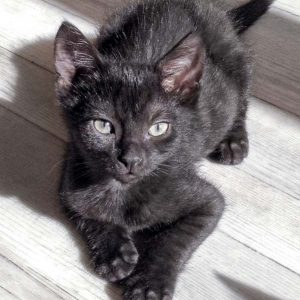 Katerchen Moritz am 06.08.'16 / © 2016 Arche KaNaum (DN)