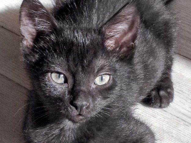 Katerchen Moritz am 06.08.'16 / © 2016 Arche KaNaum (DN)