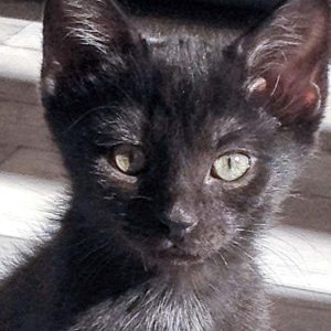 Katerchen Pedro am 06.08.'16 / © 2016 Arche KaNaum (DN)