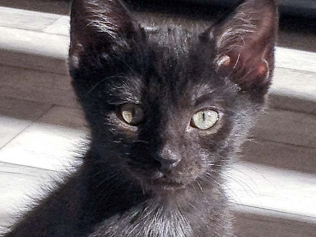 Katerchen Pedro am 06.08.'16 / © 2016 Arche KaNaum (DN)