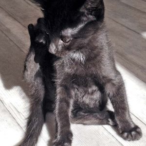 Katerchen Pedro am 06.08.'16 / © 2016 Arche KaNaum (DN)