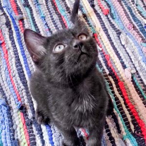 Katerchen Pedro am 06.08.'16 / © 2016 Arche KaNaum (DN)