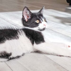 Katerchen Ralfi / © 2016 Arche KaNaum (DN) Katerchen Ralfi / © 2016 Arche KaNaum (DN)