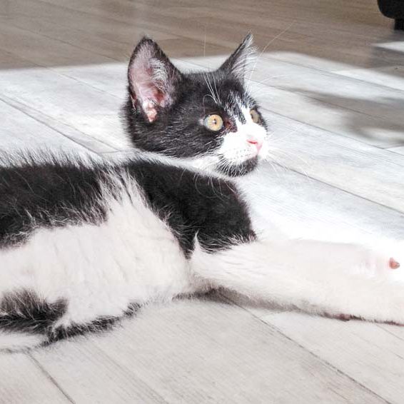 Katerchen Ralfi  / © 2016 Arche KaNaum (DN) Katerchen Ralfi / © 2016 Arche KaNaum (DN)