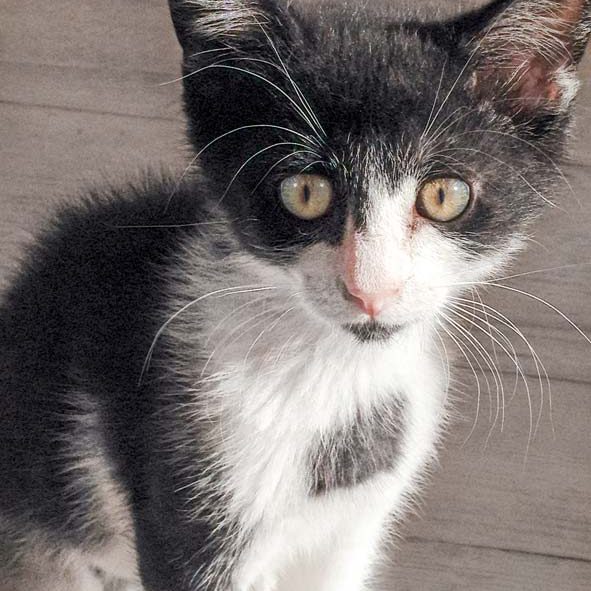 Katerchen Ralfi  / © 2016 Arche KaNaum (DN) Katerchen Ralfi / © 2016 Arche KaNaum (DN)