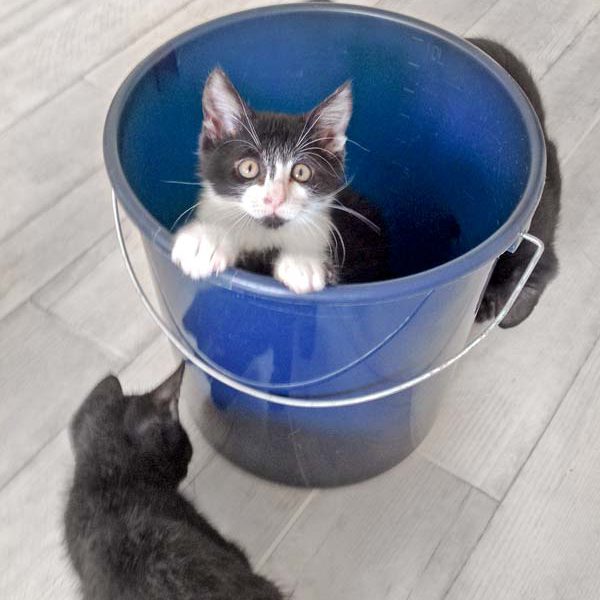 Katerchen Ralfi  / © 2016 Arche KaNaum (DN) Katerchen Ralfi / © 2016 Arche KaNaum (DN)