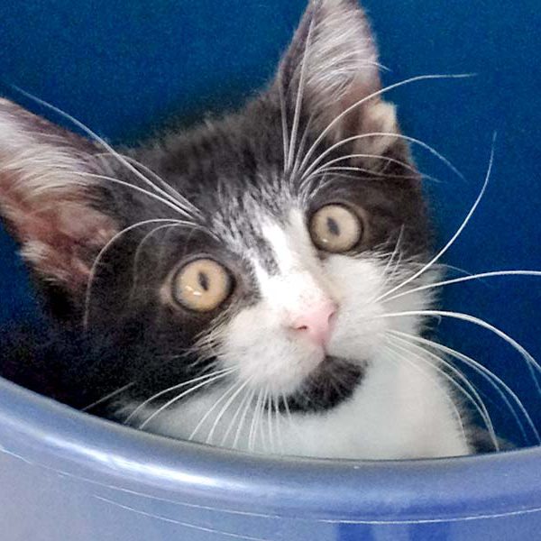 Katerchen Ralfi  / © 2016 Arche KaNaum (DN) Katerchen Ralfi / © 2016 Arche KaNaum (DN)