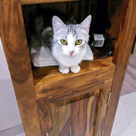 Kätzin Ruby im neuen neuen Zuhause / © 06.08.'16 Privat