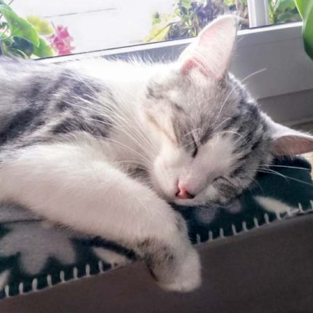 Kätzin Ruby im neuen neuen Zuhause / © 06.08.'16 Privat