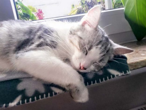 Kätzin Ruby im neuen neuen Zuhause / © 06.08.'16 Privat