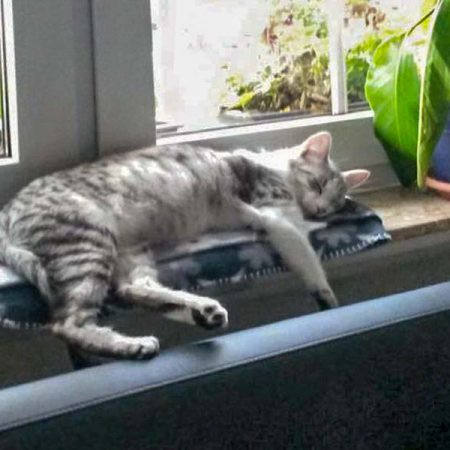 Kätzin Ruby im neuen neuen Zuhause / © 06.08.'16 Privat